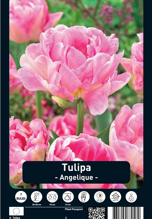 Tulipa Angelique x7 12/+