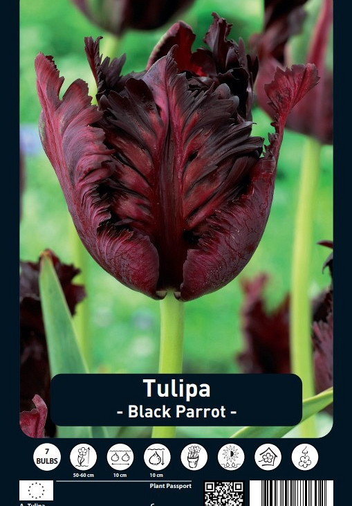 Tulipa Black Parrot x7 12/+