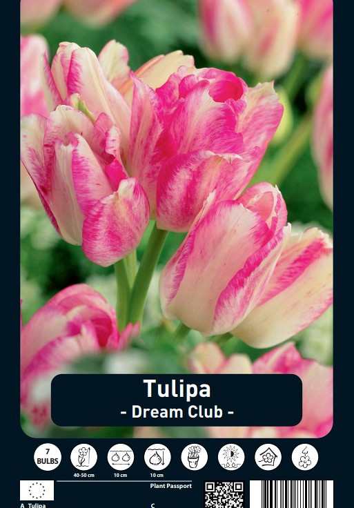 Tulipa Dream Club x7 12/+