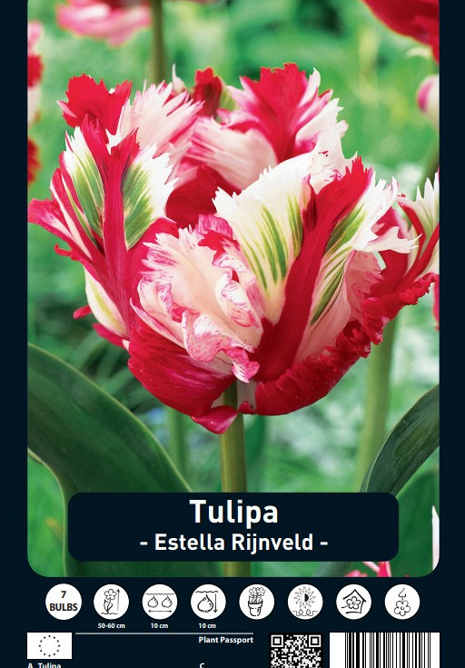 Tulipa Estella Rijnveld x7 12/+