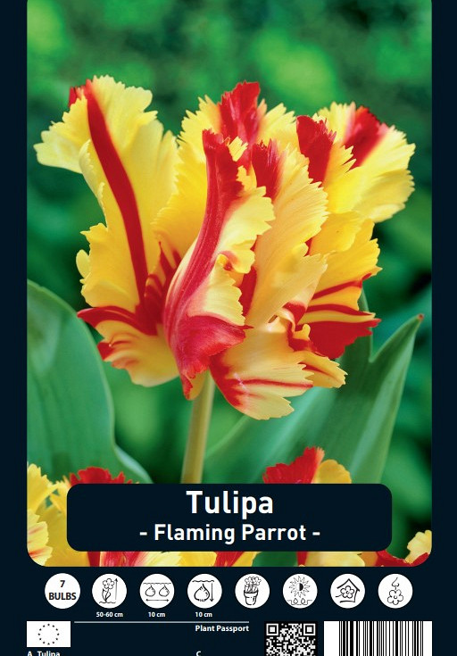 Tulipa Flaming Parrot x7 12/+