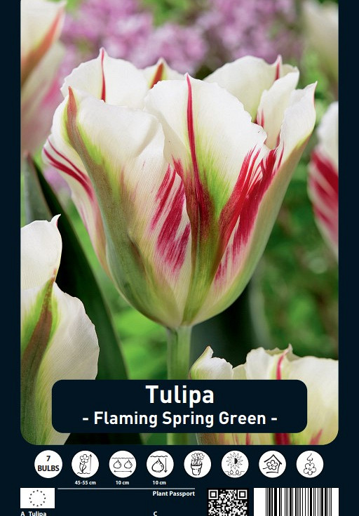 Tulipa Flaming Spring Green x7 12/+