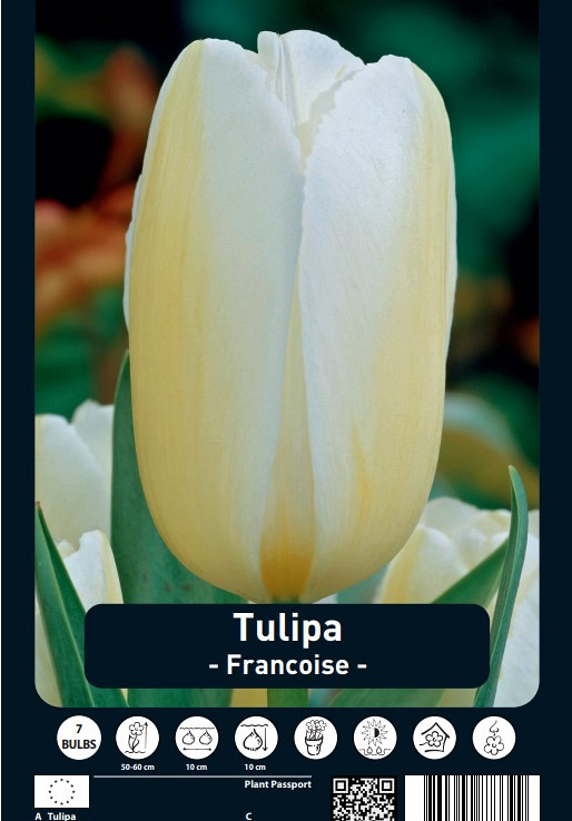 Tulipa Francoise x7 12/+