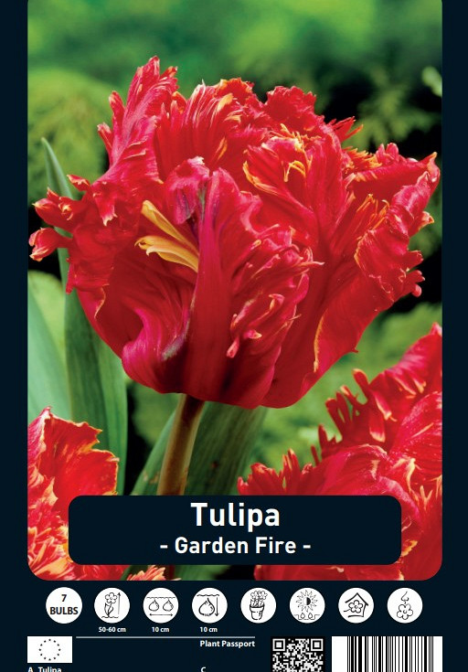 Tulipa Garden Fire 12/+