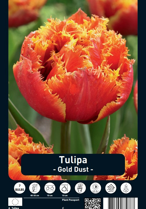 Tulipa Gold Dust x7 12/+