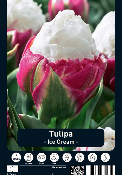 Tulipa Ice Cream x5 12/+