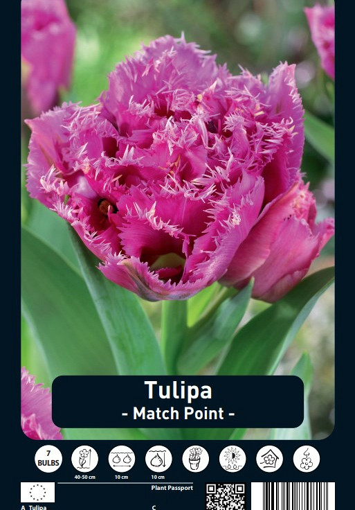 Tulipa Match Point x7 12/+