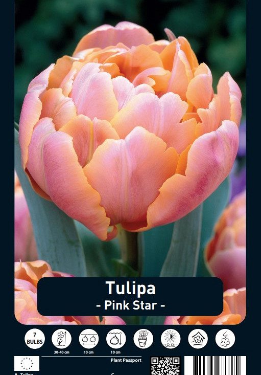 Tulipa Pink Star x7 12/+