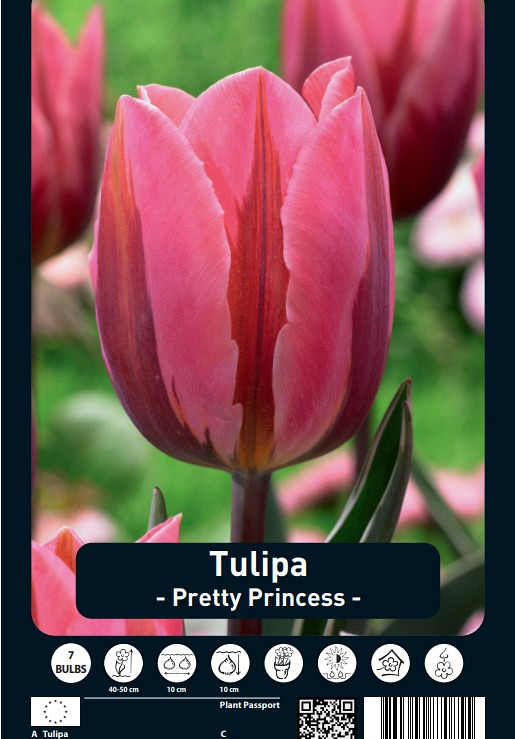 Tulipa Pretty Princess x7 12/+