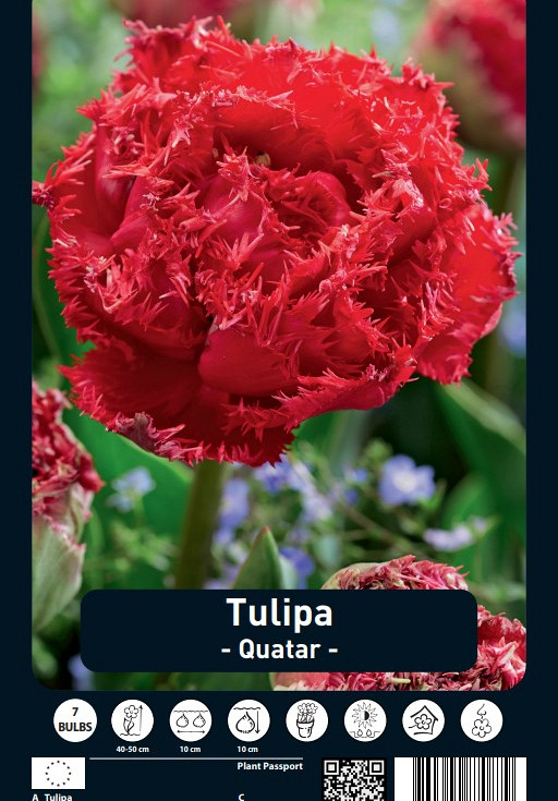 Tulipa Quatar x7 12/+