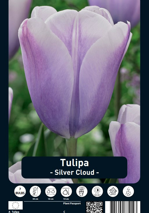 Tulipa Silver Cloud x7 12/+