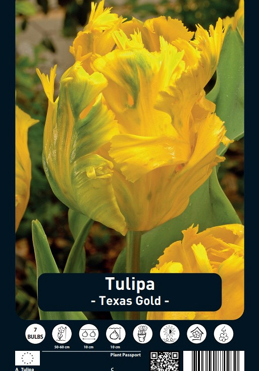 Tulipa Texas Gold x7 12/+