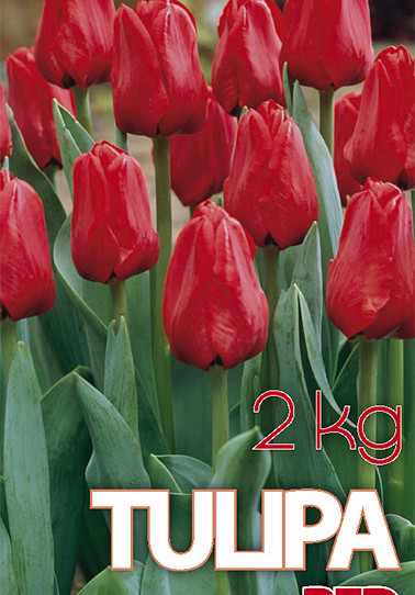 Tulp Seadov 2 kg 12/+