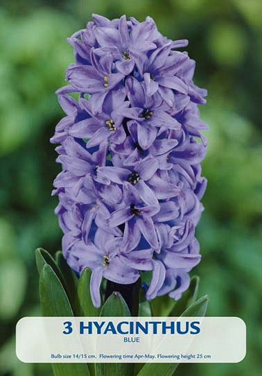 Hyacinthus Delft Blue x2 5/6