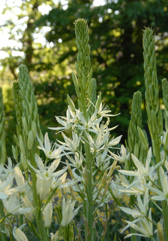 Leichtlinii Alba 14/+