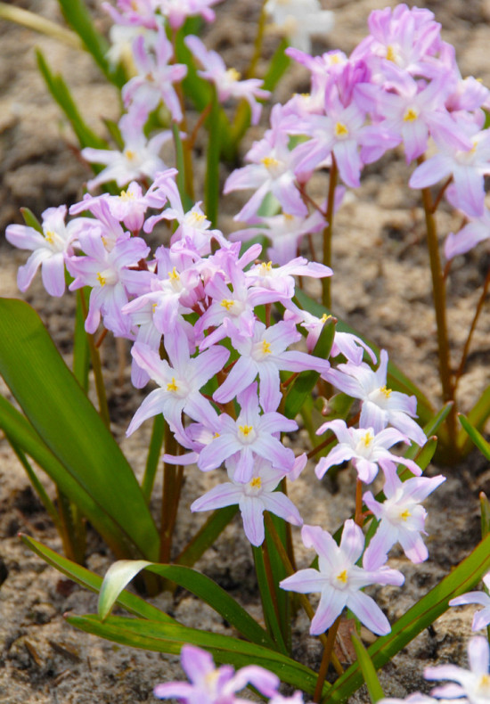 Forbesii Pink Giant 5/+