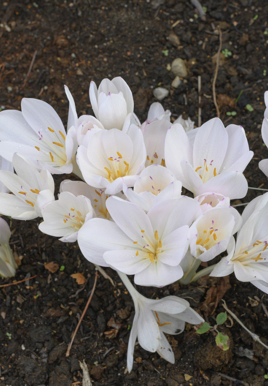 Autumnale Album 16/+