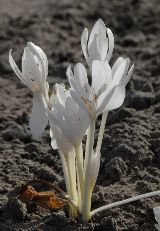 Autumnale Album 16/+