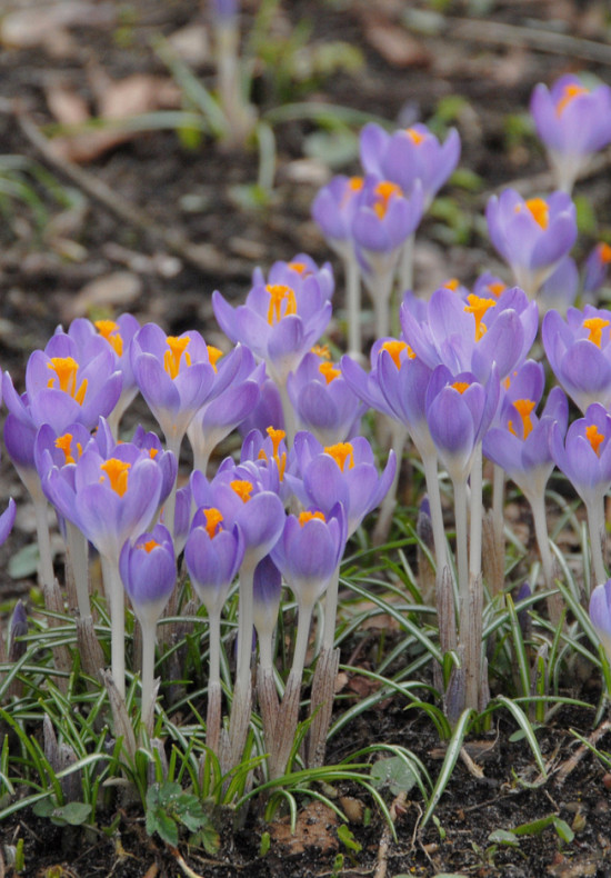 Botanisch Barr's Purple 5/7