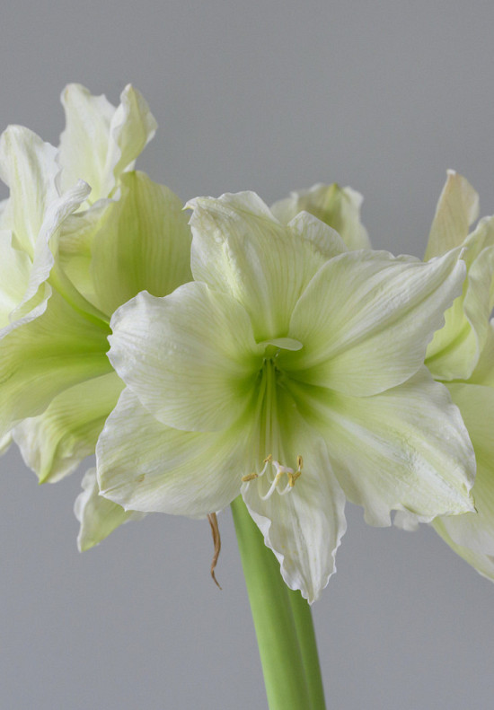 Lemon Grandise 30/32