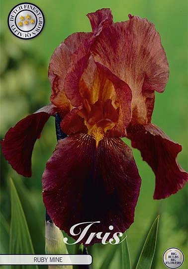 Iris Germanica Ruby Mine x1 I