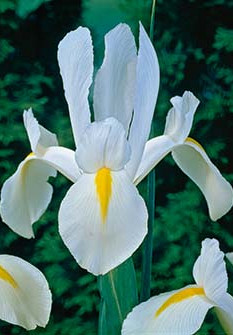 Iris Hollandica White Excelsior 10/+
