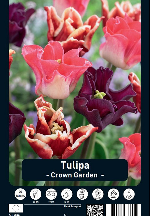 Tulipa Crown Garden x20 12/+