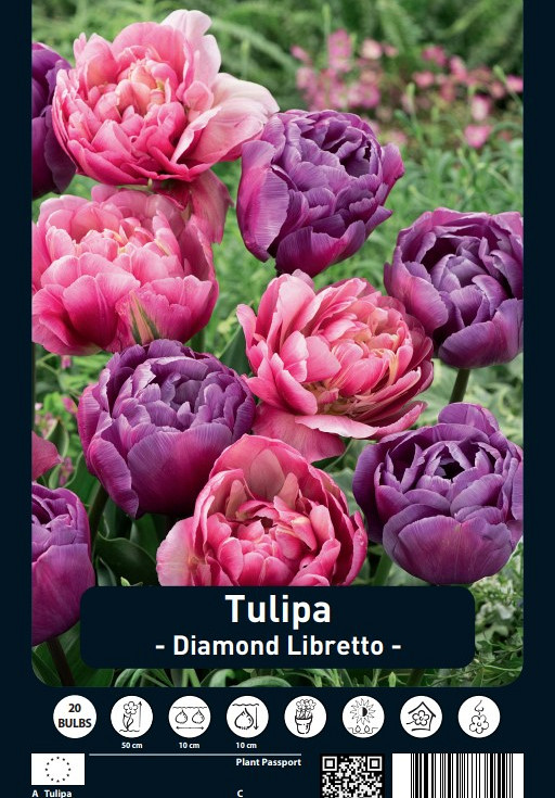Tulipa Diamond Libretto x20 12/+