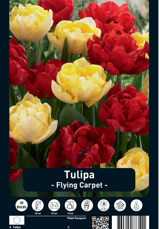 Tulipa Flying Carpet x20 12/+