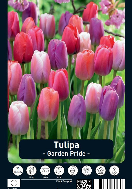 Tulipa Garden Pride x20 12/+