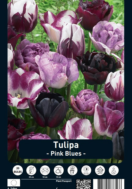 Tulipa Pink Blues x20 12/+