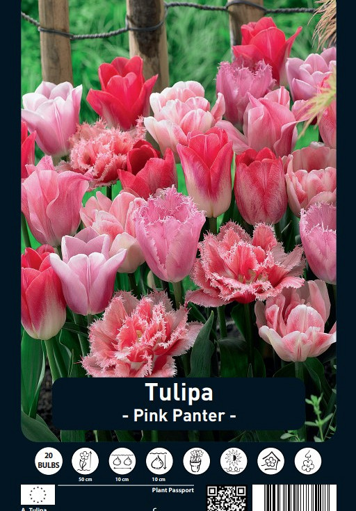 Tulipa Pink Panther x20 12/+