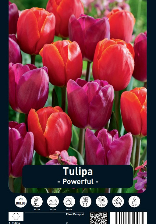 Tulipa Powerful x20 12/+