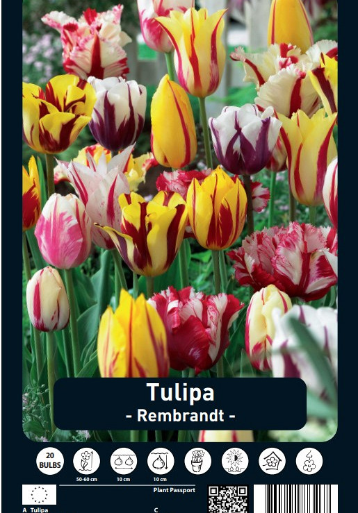 Tulipa Rembrandt x20 12/+
