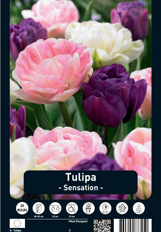 Tulipa Sensation x20 12/+