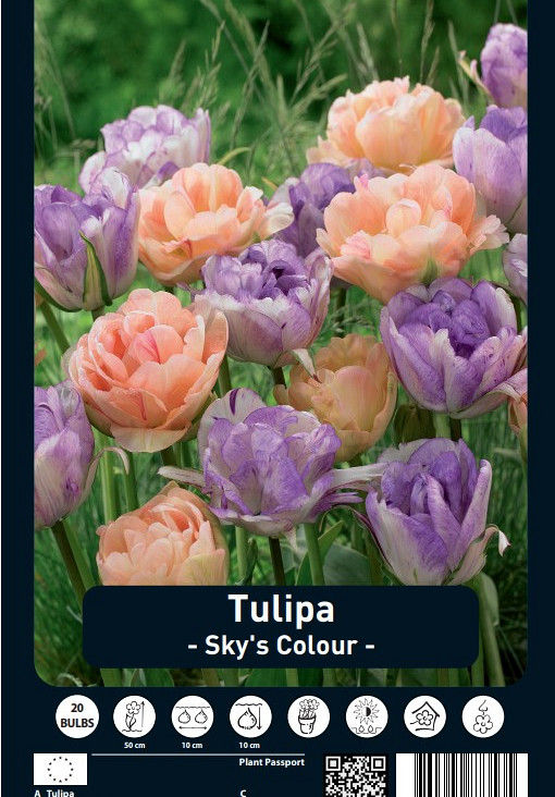 Tulipa Sky's Colour x20 12/+