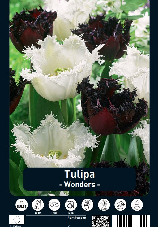 Tulipa Wonders x20 12/+