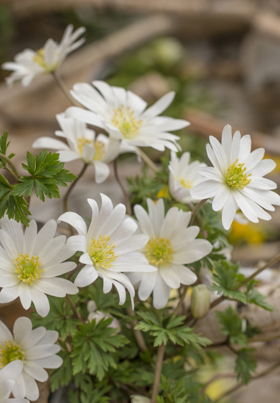 Blanda White Splendoor 5/7