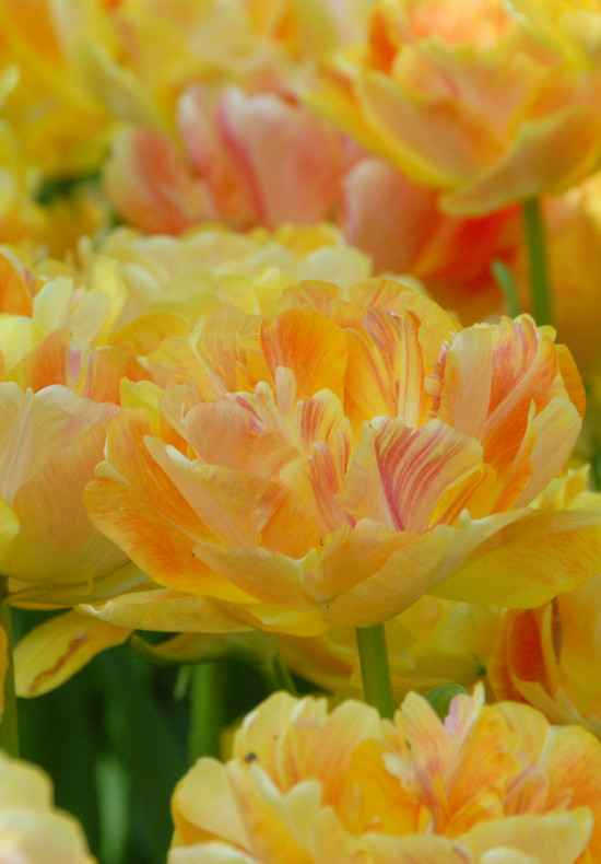 Charming Beauty 12/+