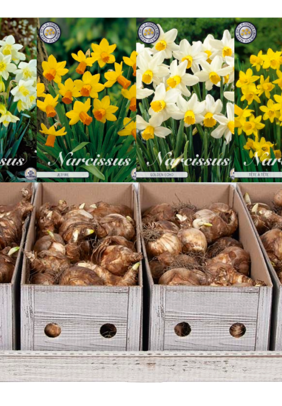 Botanical Narcissus x100 21 12/14