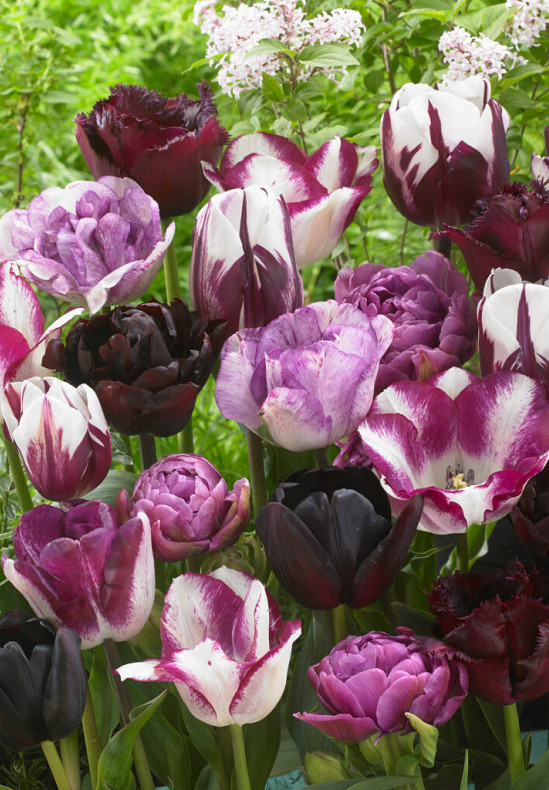 Tulipa Pink Blues 12/14