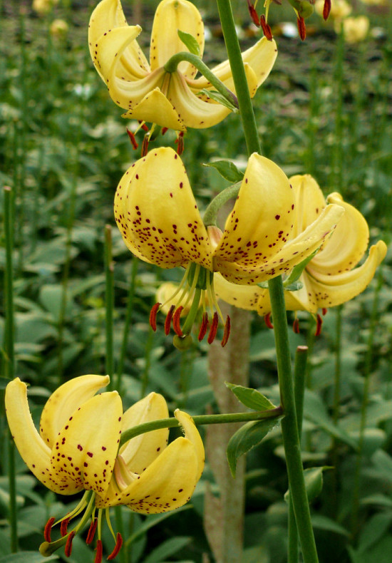 Tulipa/Narcissus Golden Morning 	12/+ 14/16 12+