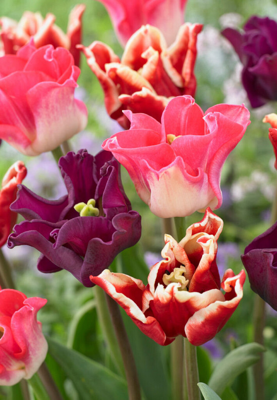 Tulipa Crown Garden 12/14