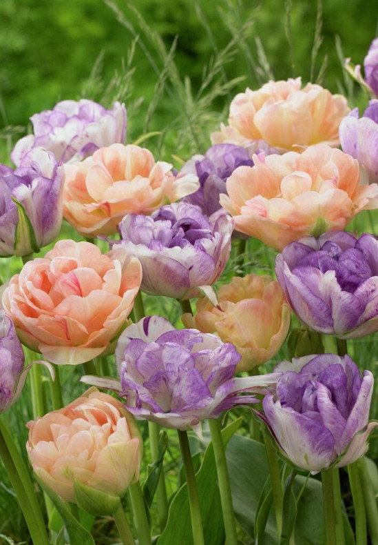 Tulipa Sky Colour 12/14
