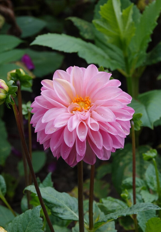 Princesse Laetitia I