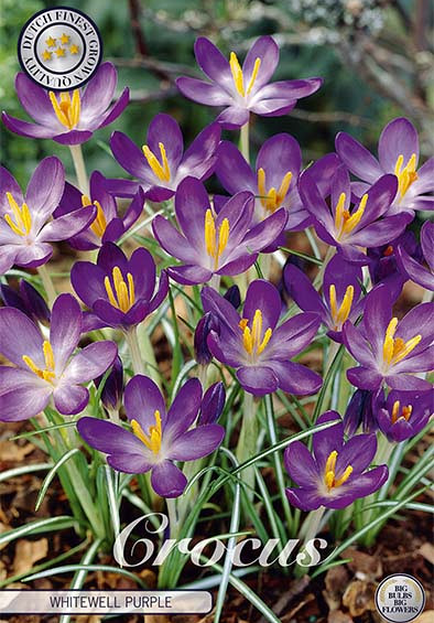 Crocus Chrysanthus Whitewell purple x15 5/6