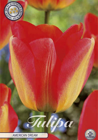 Tulp Darwin American Dream x10 12/+