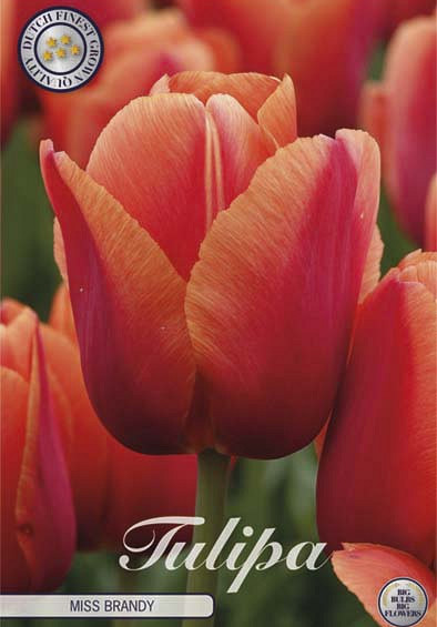Tulp Darwin Miss Brandy x7 12/+