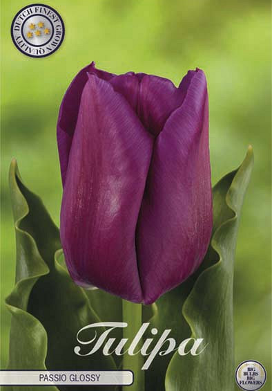 Tulp Triumph Passio Glossy x7 12/+