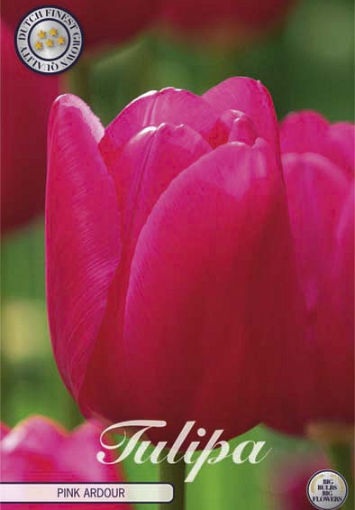 Tulp Triumph Pink Ardour x10 12/+